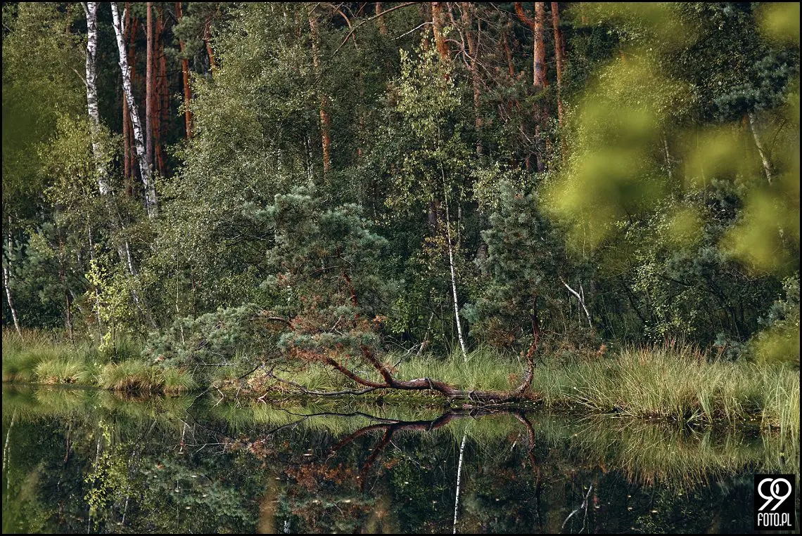 plener ślubny niepołomice, plener ślubny Zamek Króleski w Niepołomicach