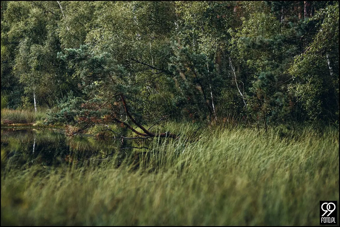 plener ślubny niepołomice, plener ślubny Zamek Króleski w Niepołomicach